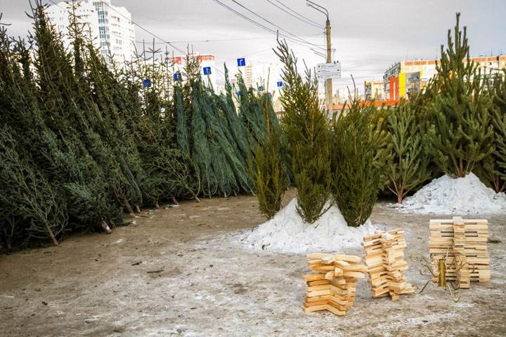 На новый год елки в Дагестан завезут из других регионов