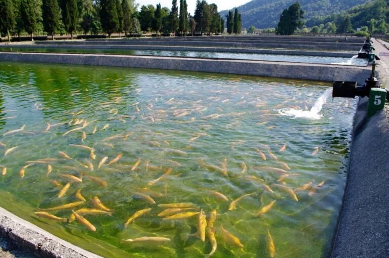 Производство форели в Дагестане выросло в 1,5 раза за I полугодие 2026 г.