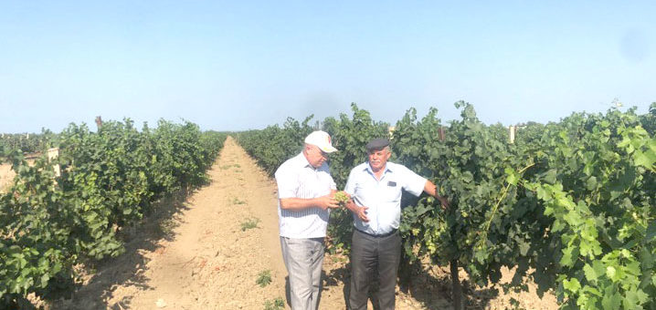 vinograd4 илчи инфо свежий номер